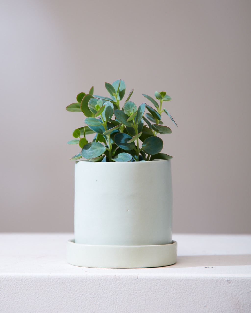 KALANCHOE 'MARNIERIANA' 3.5" Grower Pot