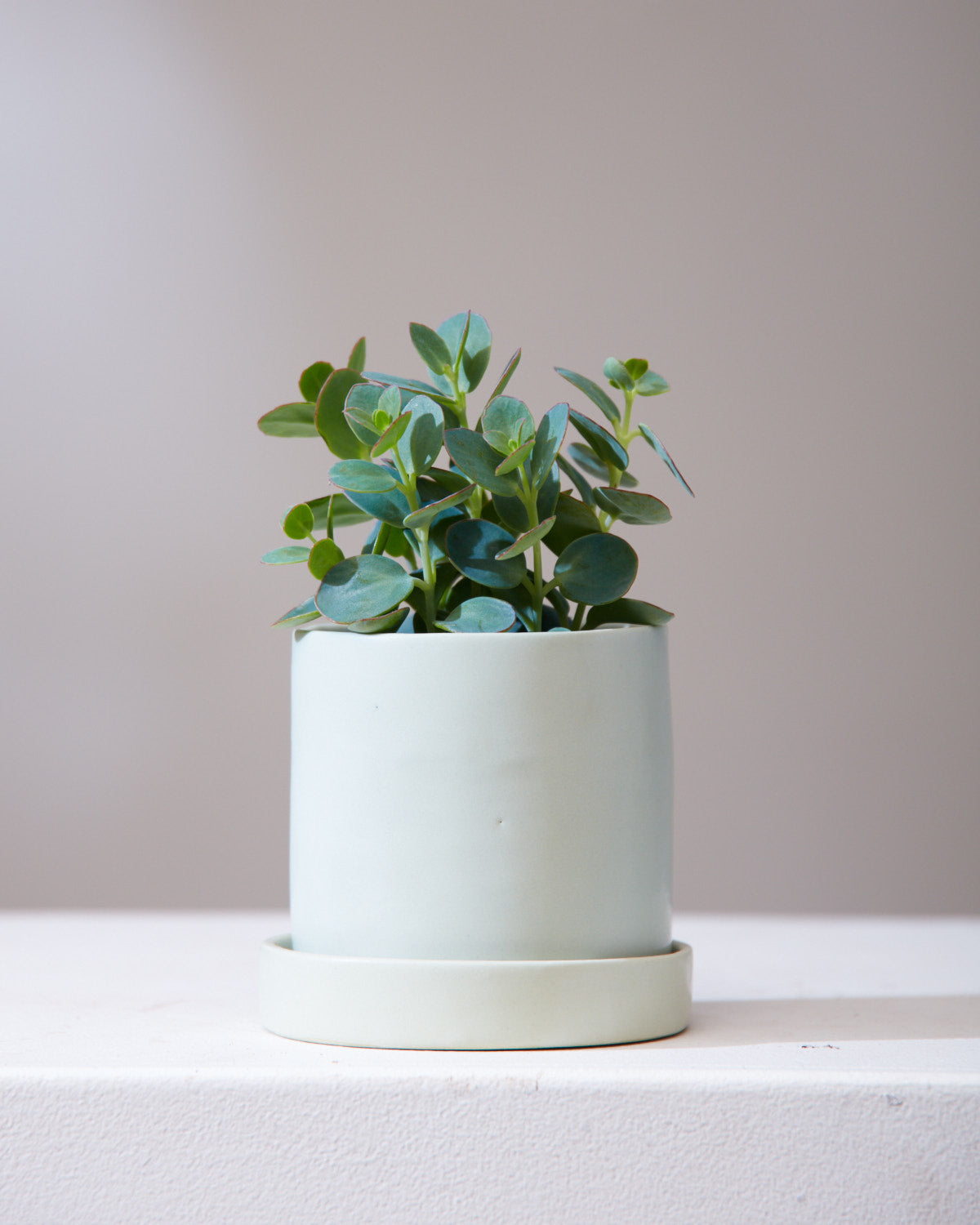 KALANCHOE 'MARNIERIANA' 3.5" Grower Pot