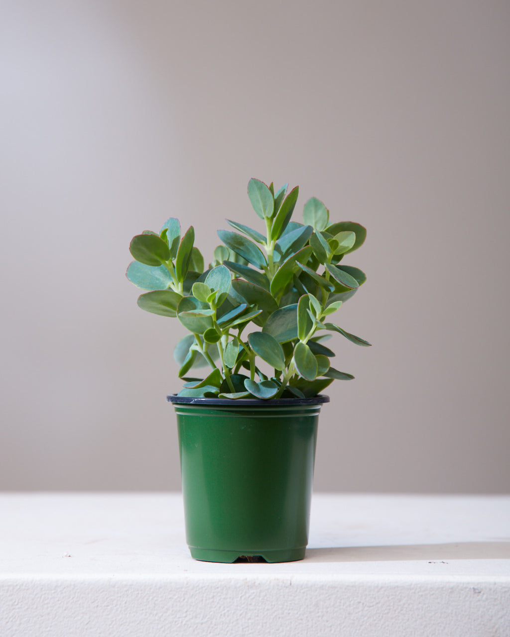 KALANCHOE 'MARNIERIANA' 3.5" Grower Pot