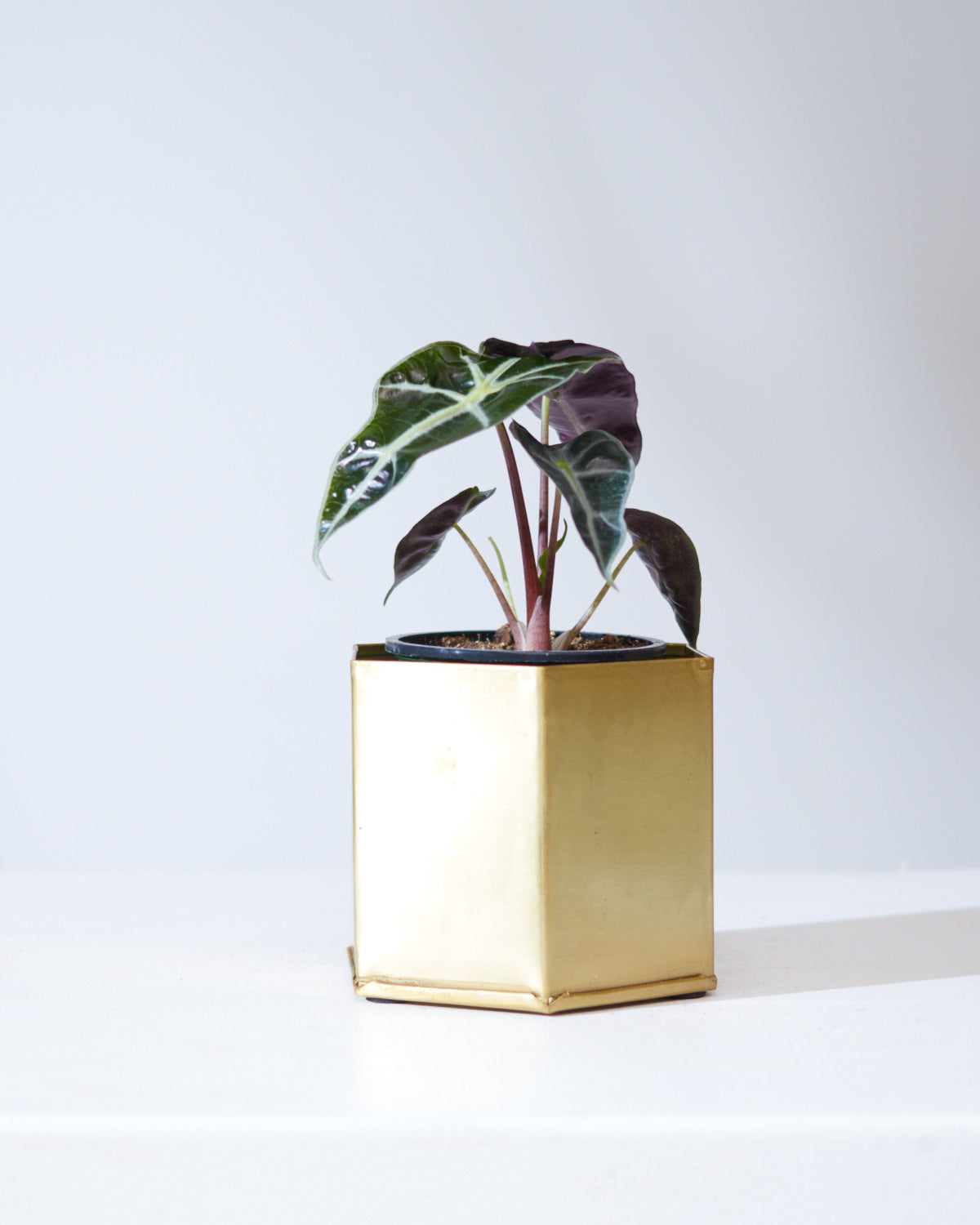 ALOCASIA 'POLLY' 4" Grower Pot