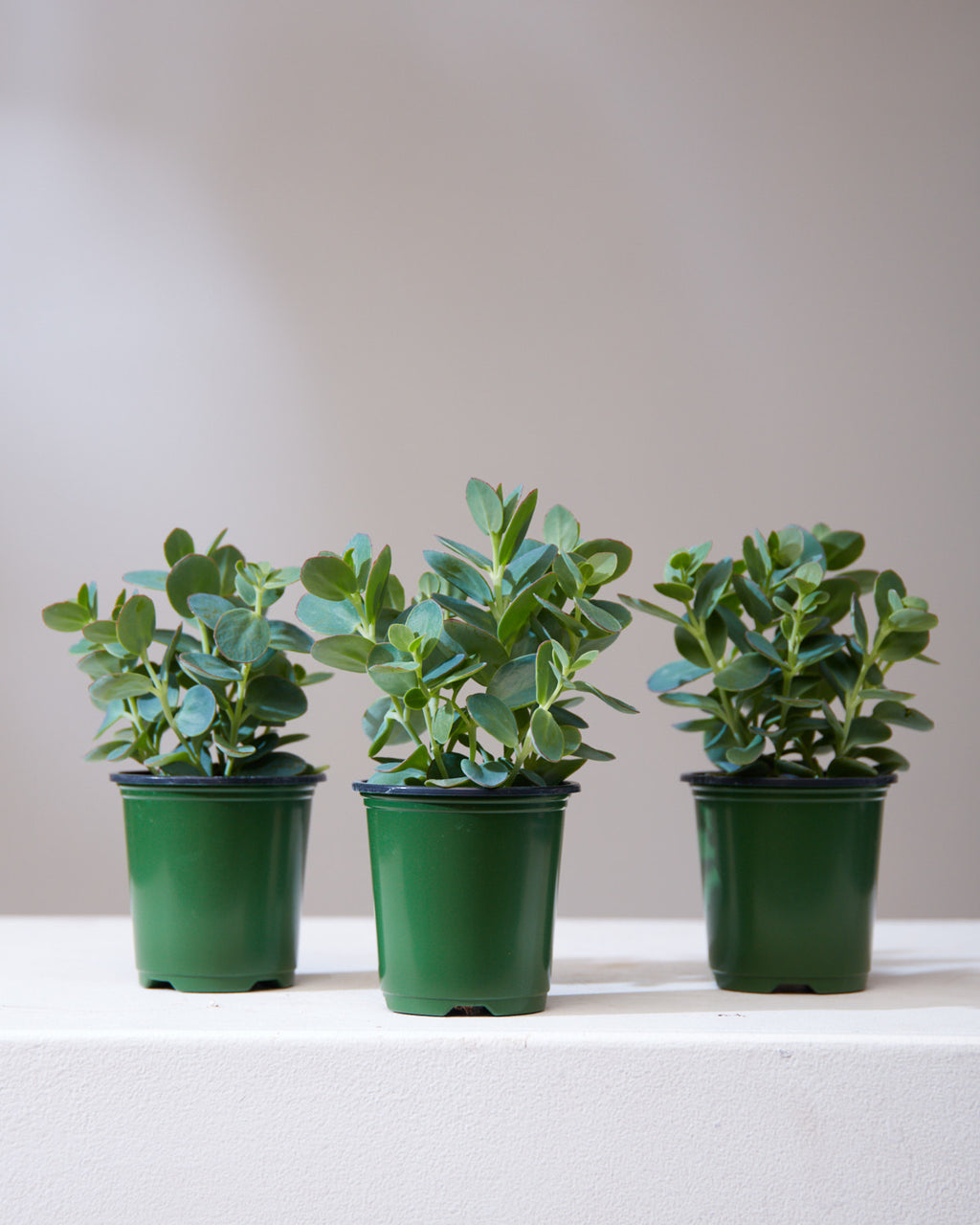 KALANCHOE 'MARNIERIANA' 3.5" Grower Pot