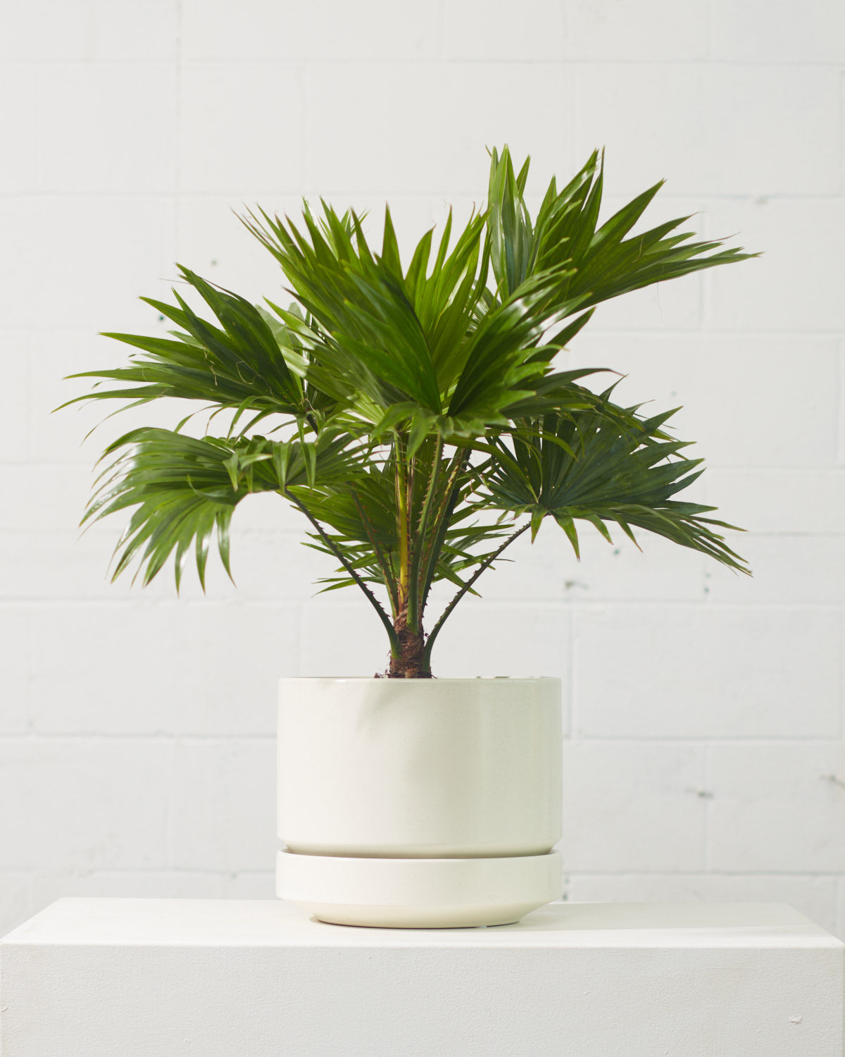 10 Inch REVIVAL CERAMICS ROUND TWO - SPECKLE - Medium