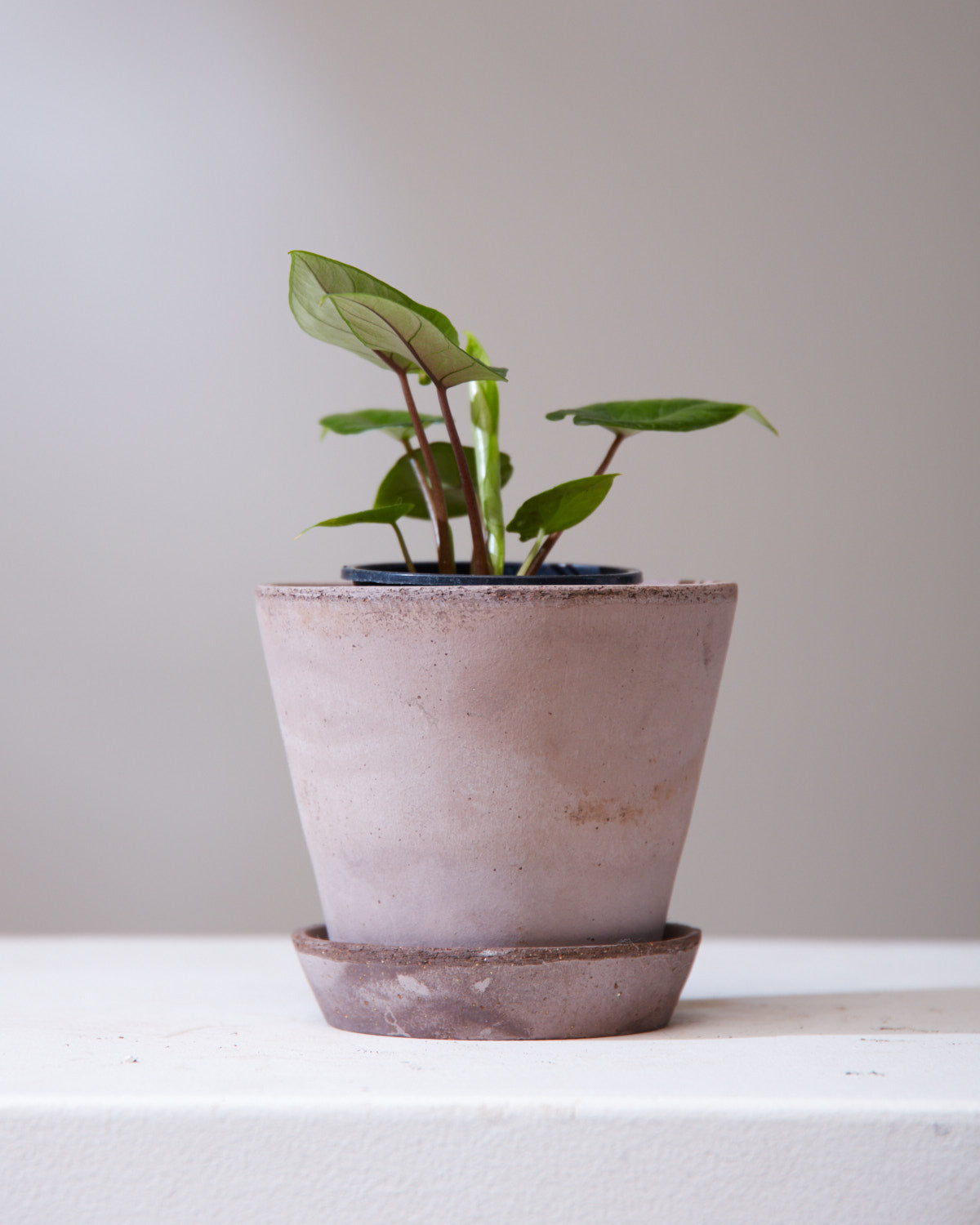 ALOCASIA SAMAR LANCE 'SCALPRUM' 3.5" Grower Pot