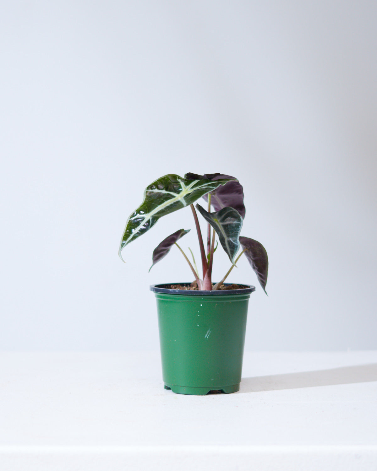 ALOCASIA 'POLLY' 4" Grower Pot