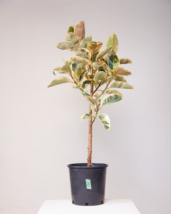 RUBBER PLANT 'FICUS ELASTICA TINEKE' standard 14 " Grower Pot (~5' tall)