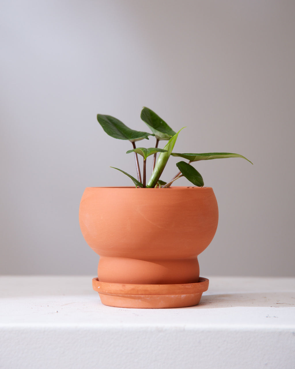 ALOCASIA SAMAR LANCE 'SCALPRUM' 3.5" Grower Pot