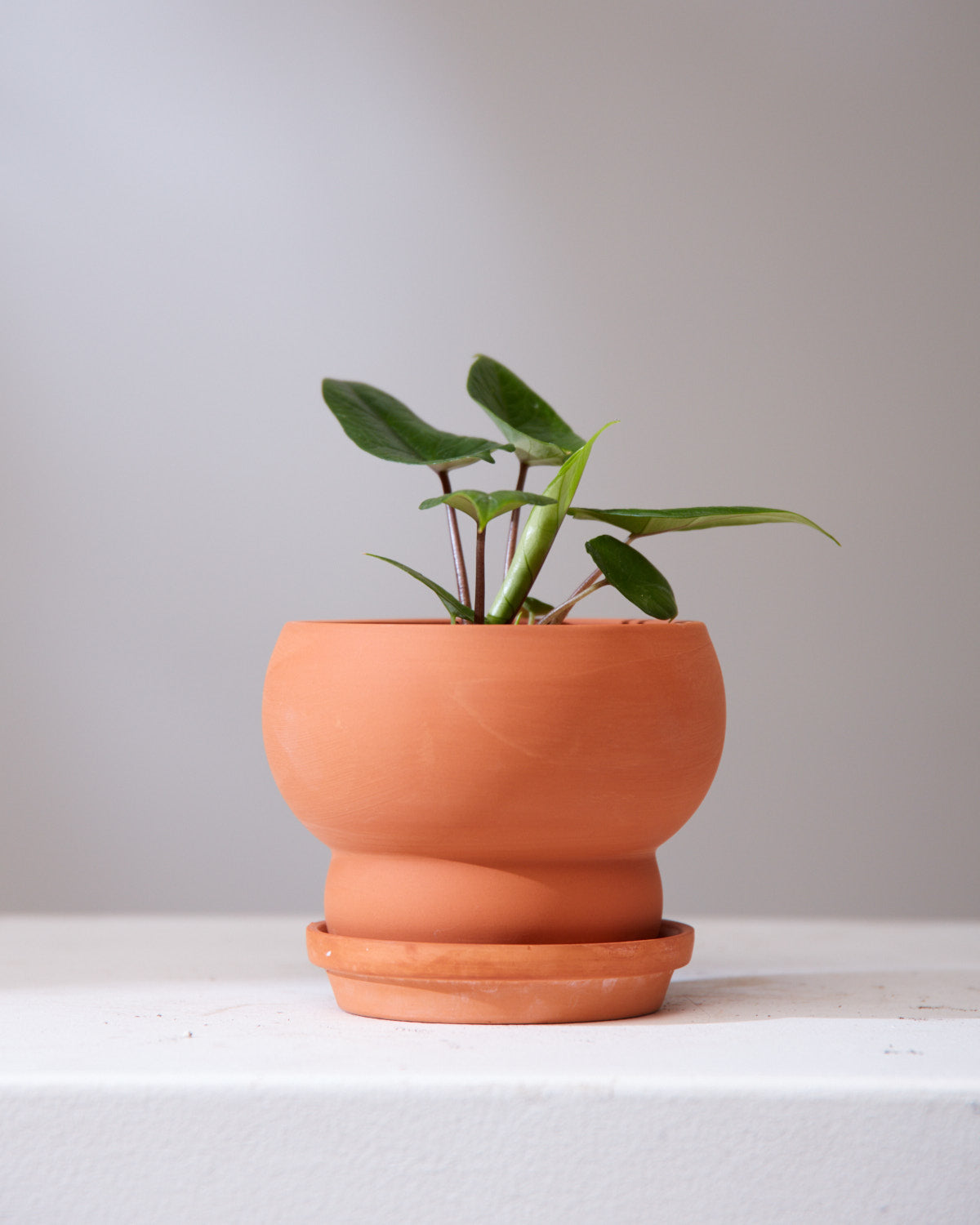 ALOCASIA SAMAR LANCE 'SCALPRUM' 3.5" Grower Pot