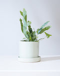 Blue Star Fern: Phlebodium aureum - 4 inch pot