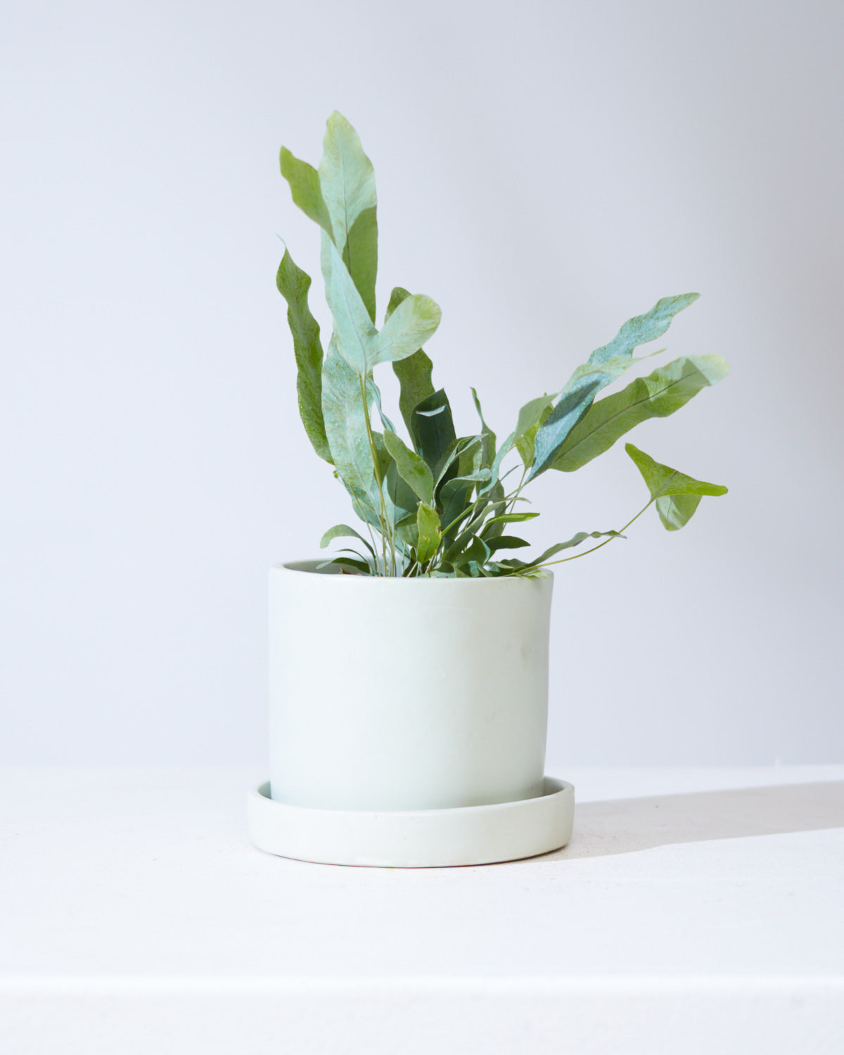 Blue Star Fern: Phlebodium aureum - 4 inch pot
