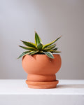 AGAVE AMERICANA 'MARGINATA' 3.5" Grower Pot