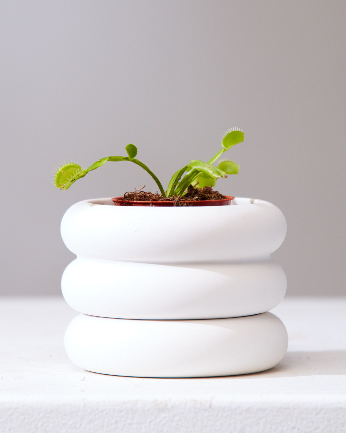 Venus Flytrap: Dionaea muscipula - 2.5 inch pot