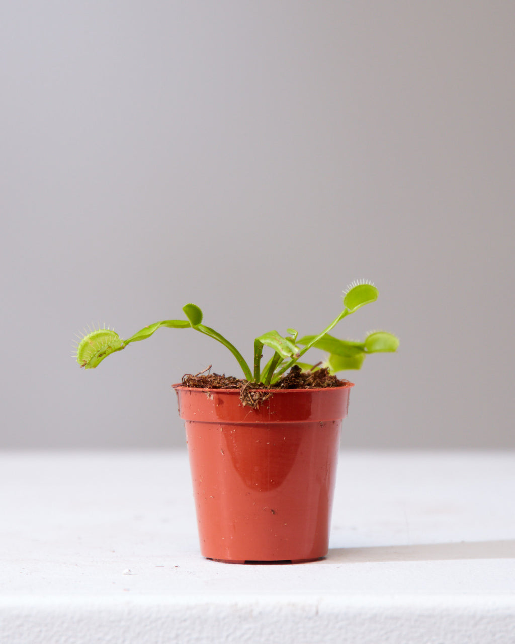 Venus Flytrap: Dionaea muscipula - 2.5 inch pot