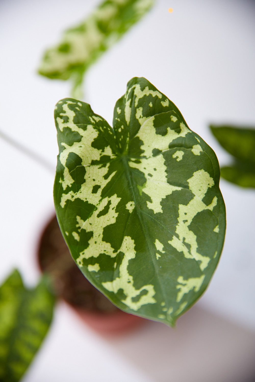 ALOCASIA 'HILO BEAUTY' 3.5" Grower Pot