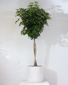  SCHEFFLERA ARBORICOLA STANDARD 14 " Grower Pot (5-6" tall)