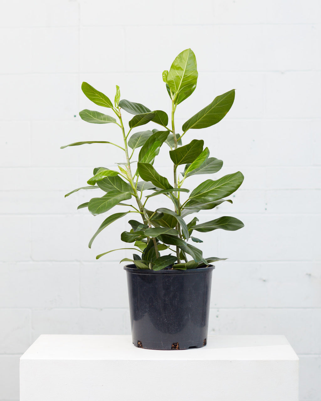 Ficus Audrey Bush: Ficus benghalensis - 10 inch pot - 2.5-3 foot tall