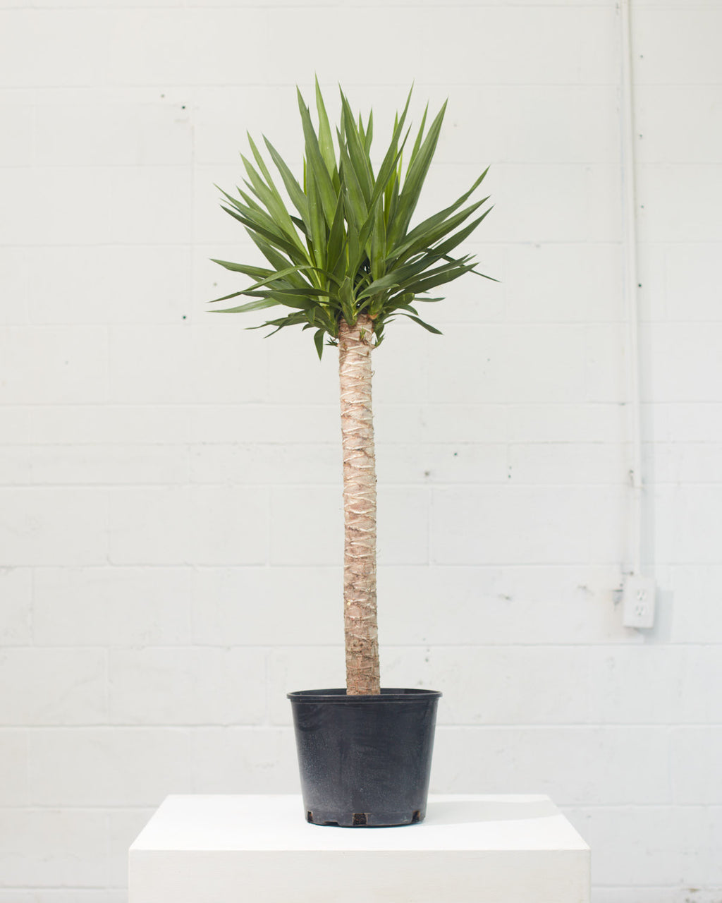 Yucca Cane: Yucca gigantea - 10 inch pot - 3-4