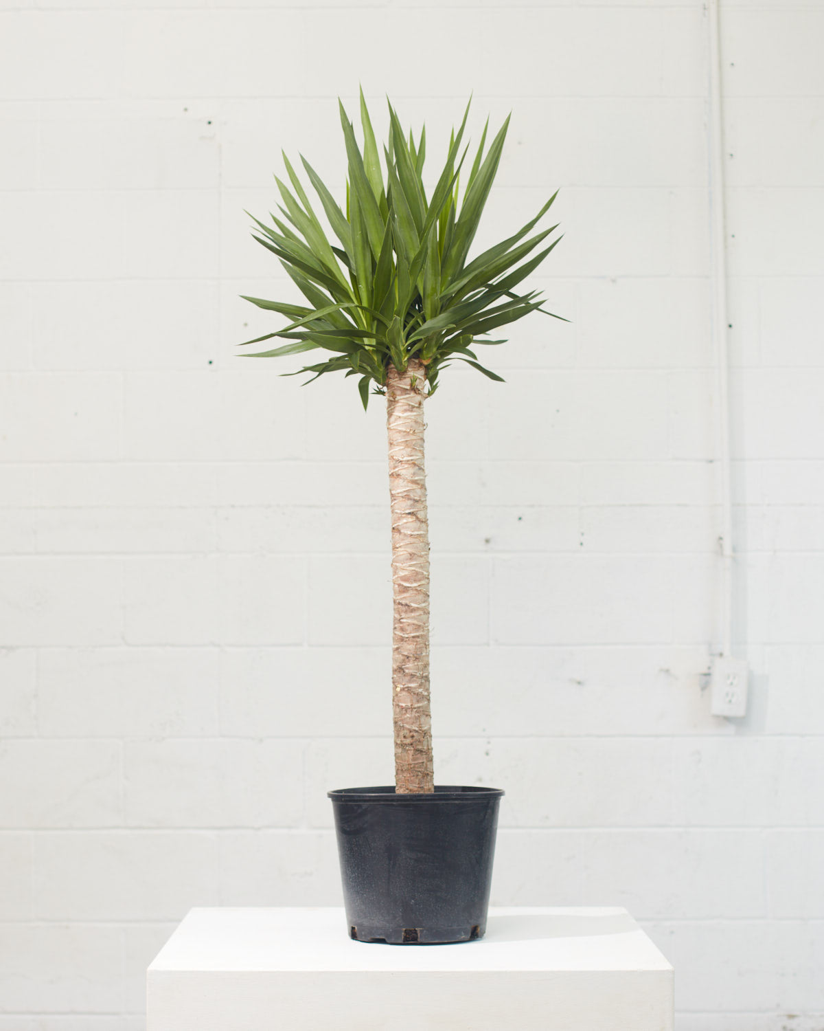 Yucca Cane: Yucca gigantea - 10 inch pot - 3-4