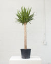 YUCCA 10" SINGLE CANE Grower Pot (4' 2" tall)