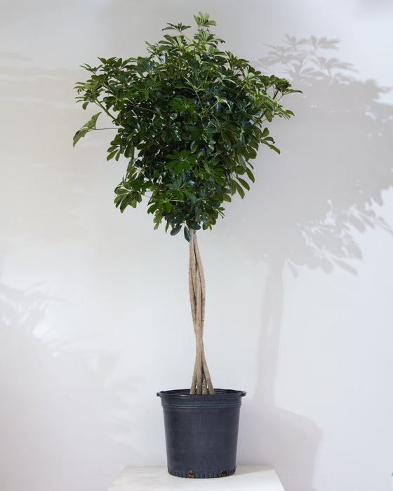 SCHEFFLERA ARBORICOLA STANDARD 14 " Grower Pot (5-6" tall)