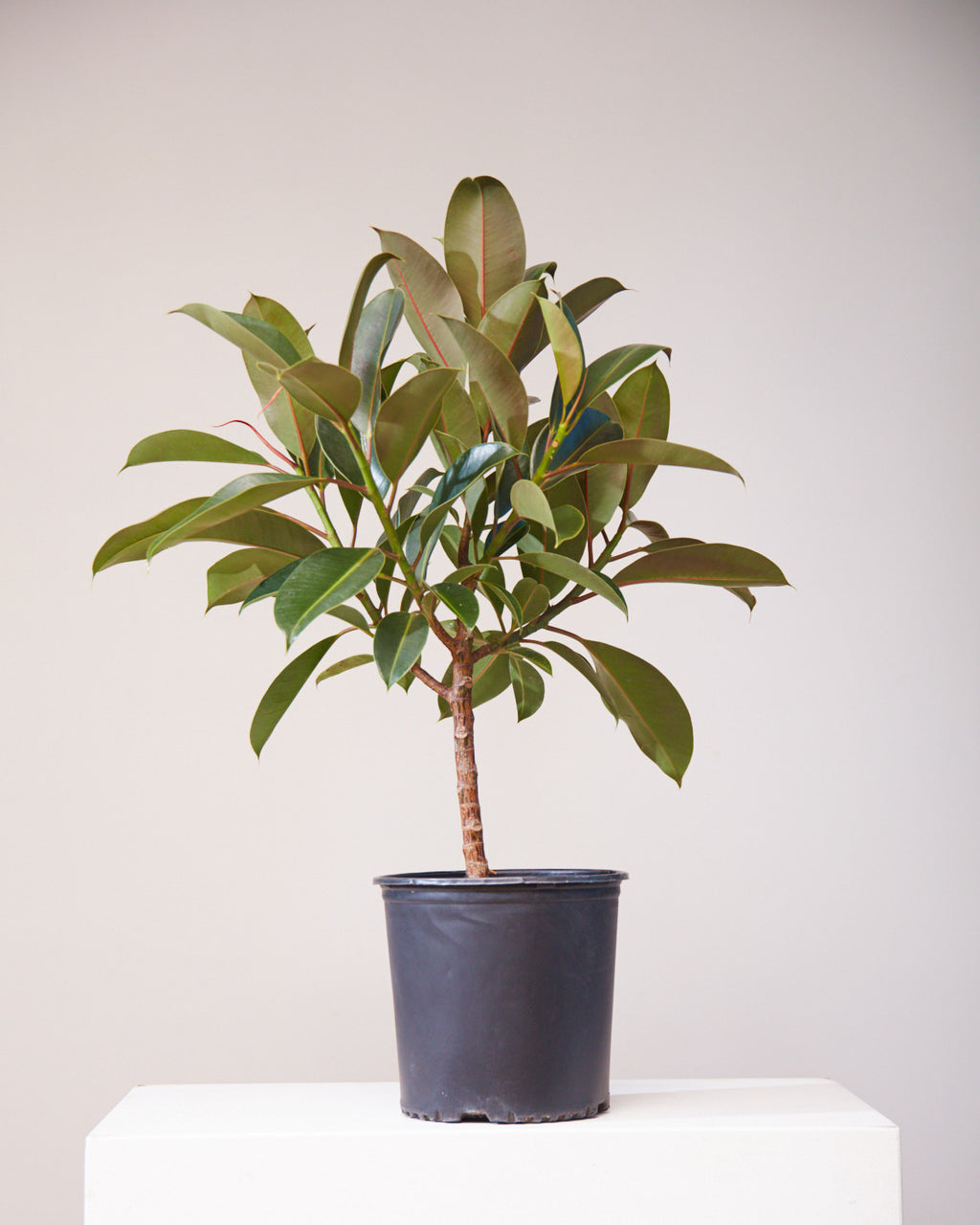 Melany Rubber Tree: Ficus elastica - 10 inch pot - 3 foot tall