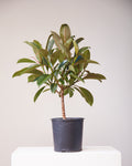 Melany Rubber Tree: Ficus elastica - 10 inch pot - 3 foot tall