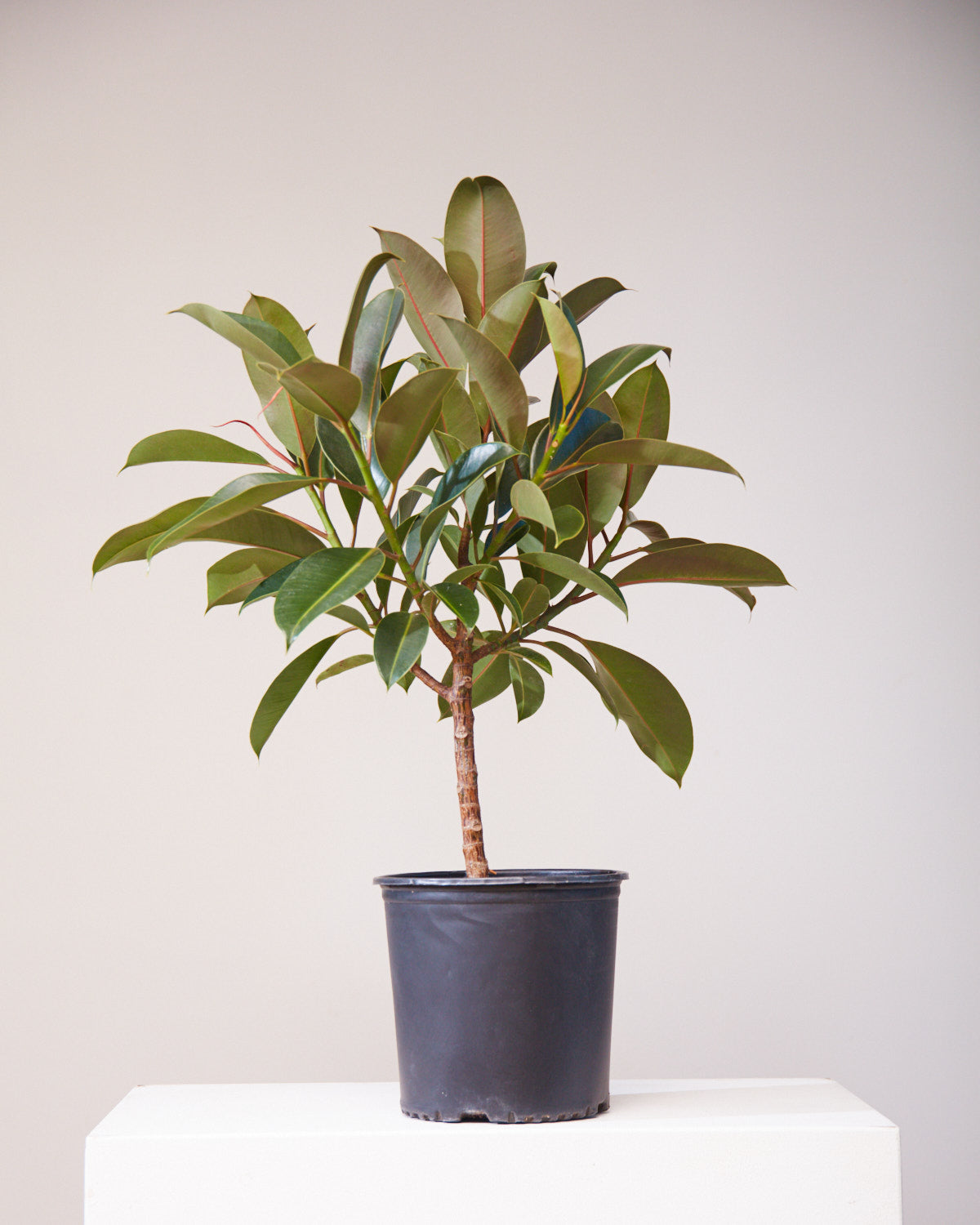 Melany Rubber Tree: Ficus elastica - 10 inch pot - 3 foot tall