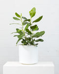 Ficus Audrey Bush: Ficus benghalensis - 10 inch pot - 2.5-3 foot tall