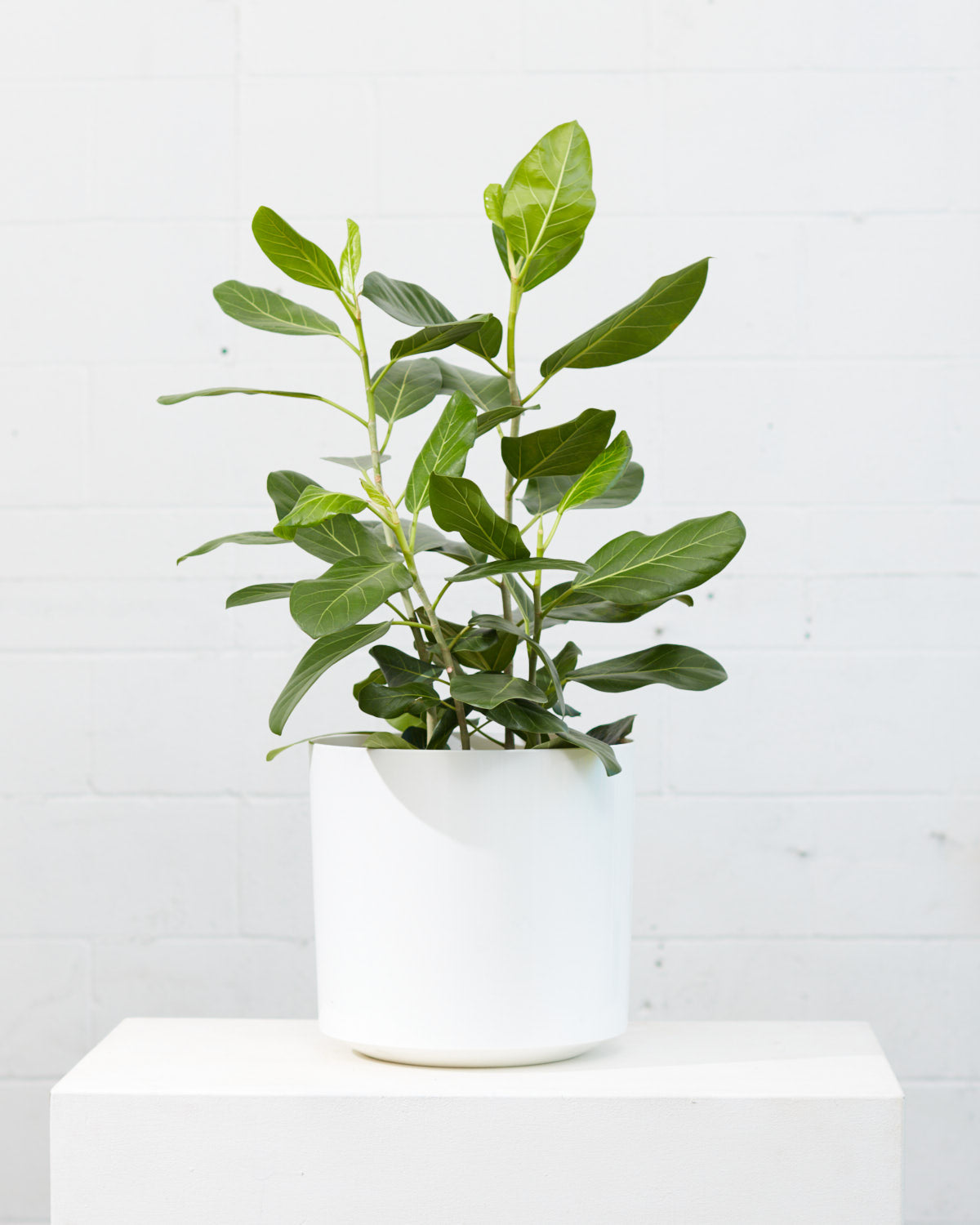 Ficus Audrey Bush: Ficus benghalensis - 10 inch pot - 2.5-3 foot tall