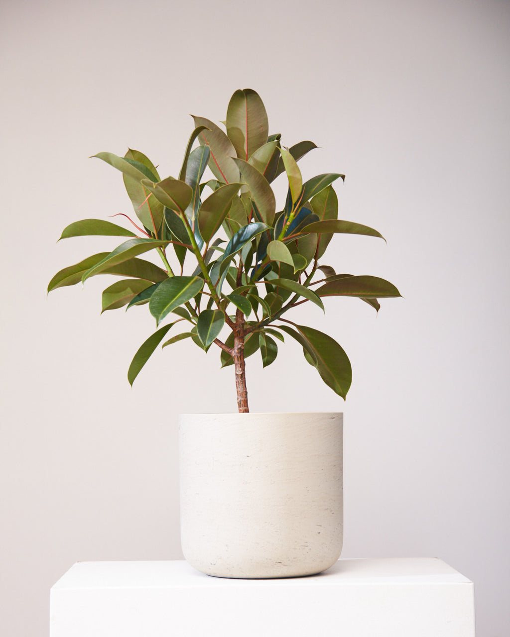 Melany Rubber Tree: Ficus elastica - 10 inch pot - 3 foot tall