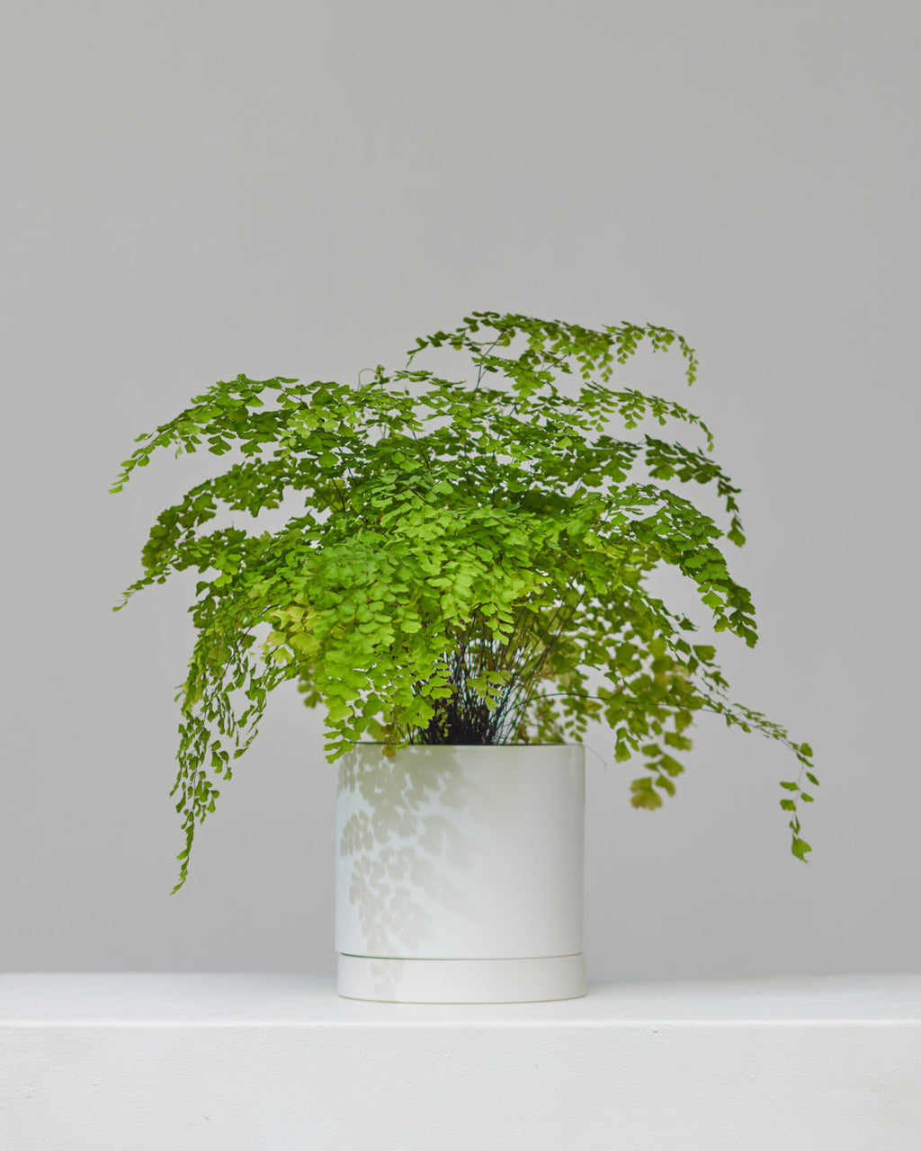 Romey Ceramic Pot with Drainage and Tray | 6 inch Diameter