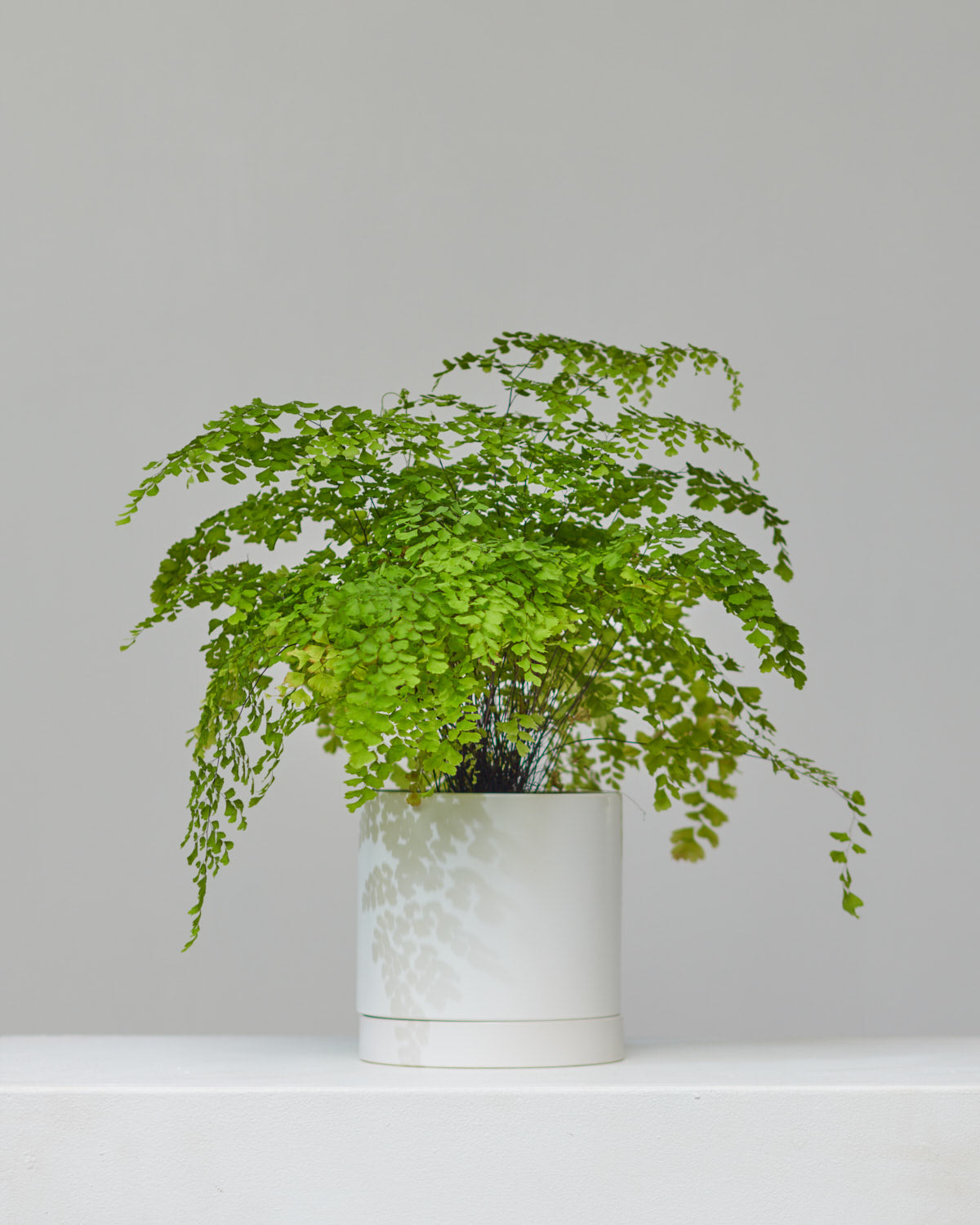 Romey Ceramic Pot with Drainage and Tray | 6 inch Diameter