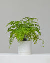 ROMEY WHITE PLANTER Small 7.25 Inch