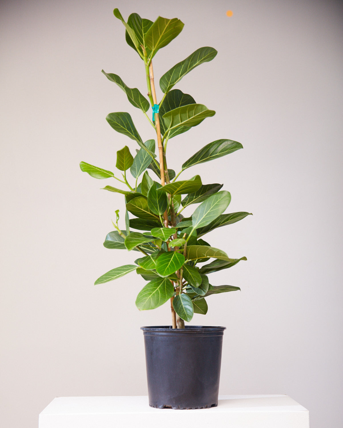Ficus Audrey Column: Ficus benghalensis - 10 inch pot - 4 foot tall