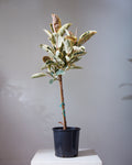Tineke Rubber Tree: Ficus elastica - 12 inch pot - 5-6 foot tall