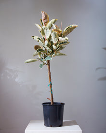  RUBBER PLANT 'FICUS ELASTICA TINEKE' 12 Inch. Grower Pot (5' tall)