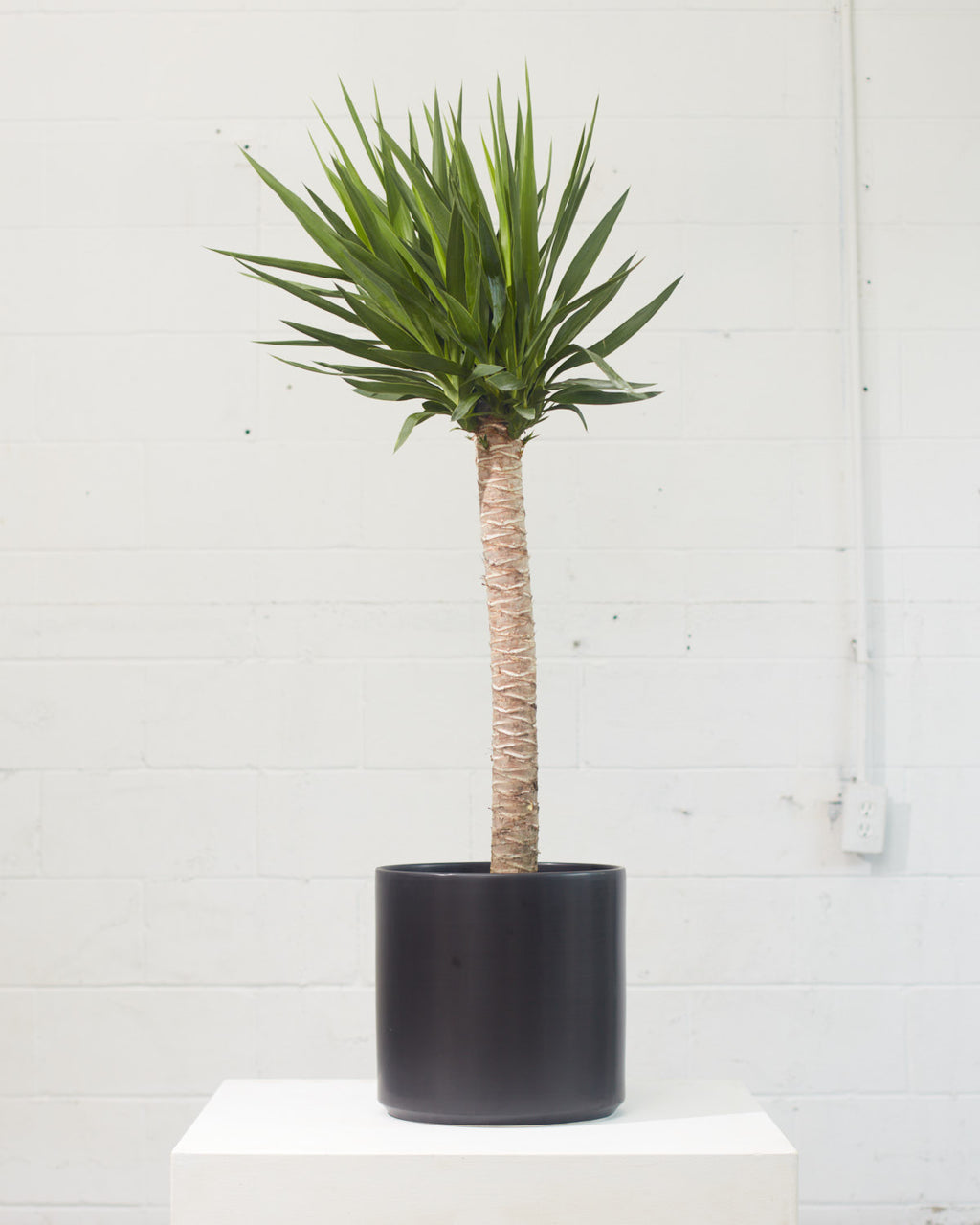 Yucca Cane: Yucca gigantea - 10 inch pot - 3-4