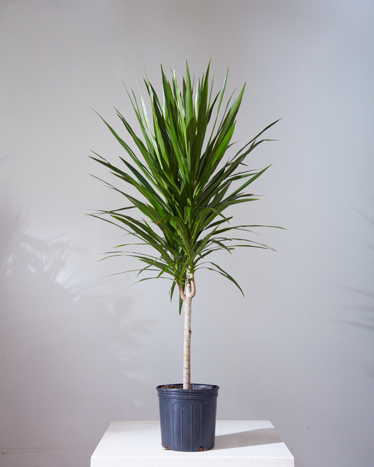 Tarzan Dragon Tree: Dracaena marginata - 10 inch pot - 4.5-5 foot tall