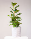 FICUS AUDREY COLUMN 10" Grower Pot (3.5 - 4' tall)