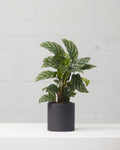 CALATHEA 'CONCINNA' 4" Grower Pot