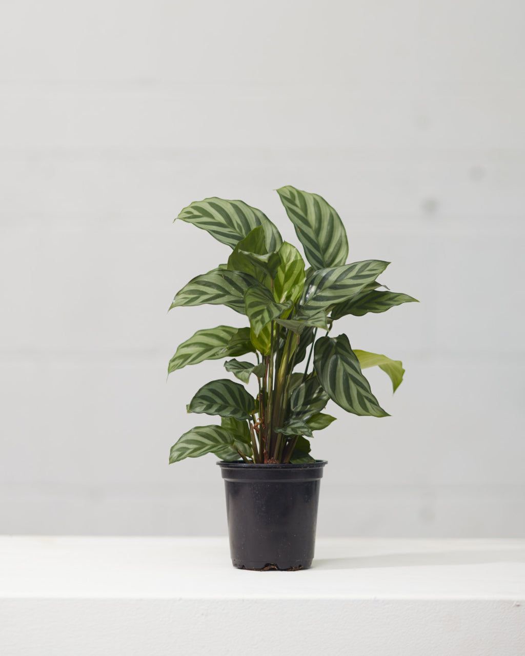 CALATHEA 'CONCINNA' 4" Grower Pot