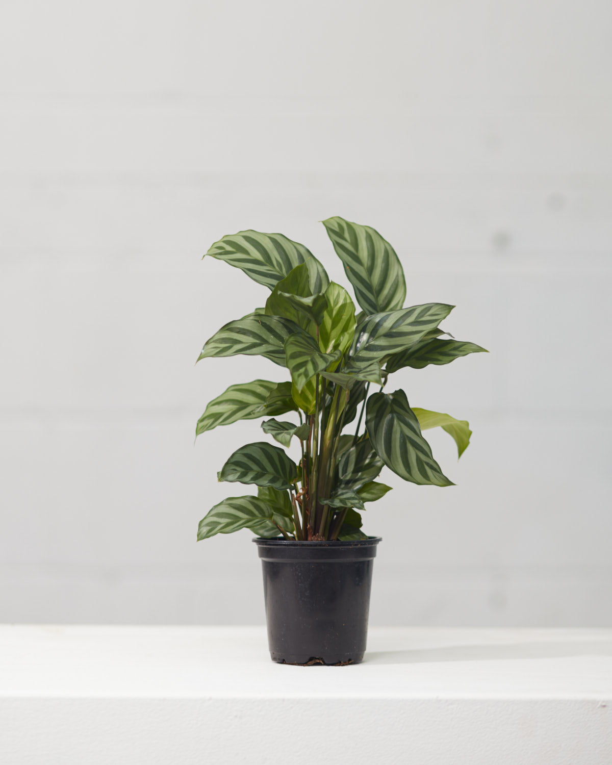 CALATHEA 'CONCINNA' 4" Grower Pot