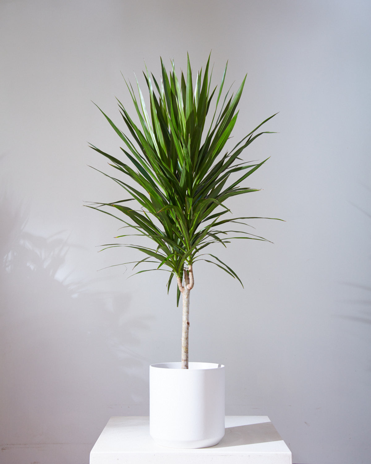 Tarzan Dragon Tree: Dracaena marginata - 10 inch pot - 4.5-5 foot tall