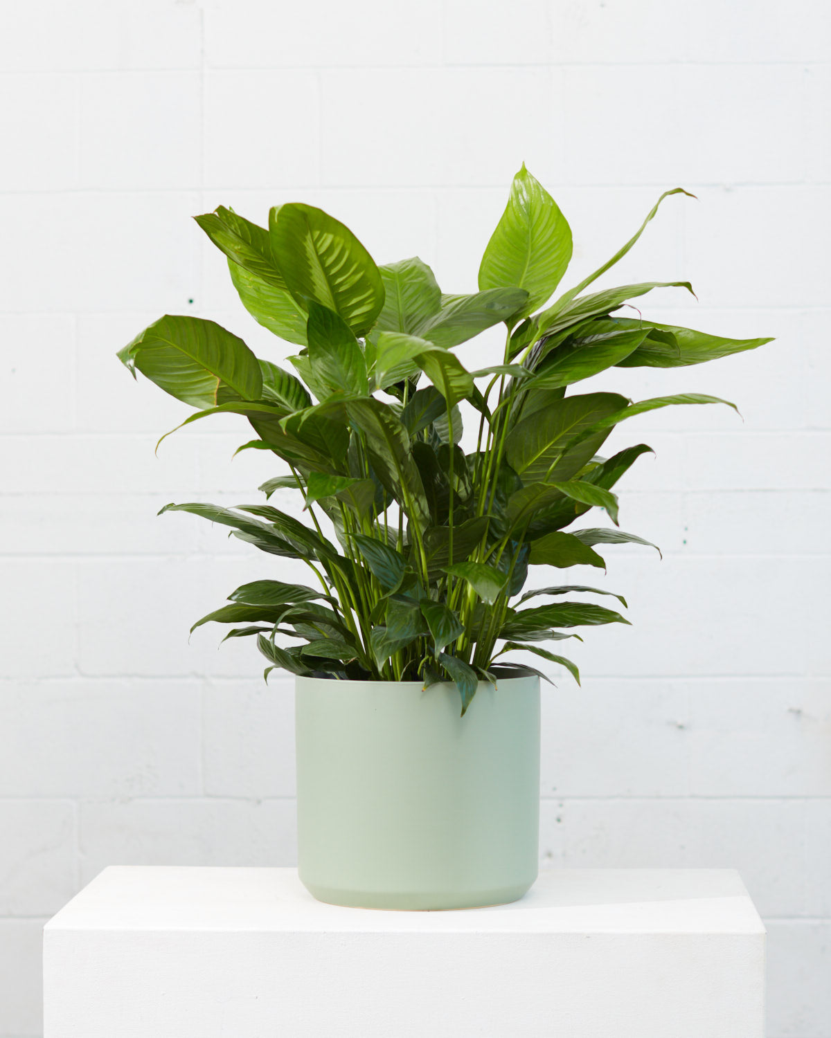 Kendall Ceramic Pot | 10 inch Nursery Pot