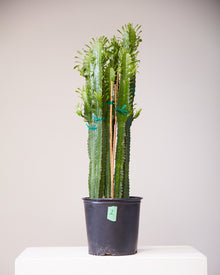  CACTUS 'EUPHORBIA ACRURENSIS' 10" Grower Pot (3' tall)