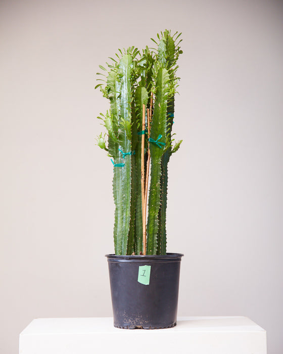 CACTUS 'EUPHORBIA ACRURENSIS' 10" Grower Pot (3' tall)