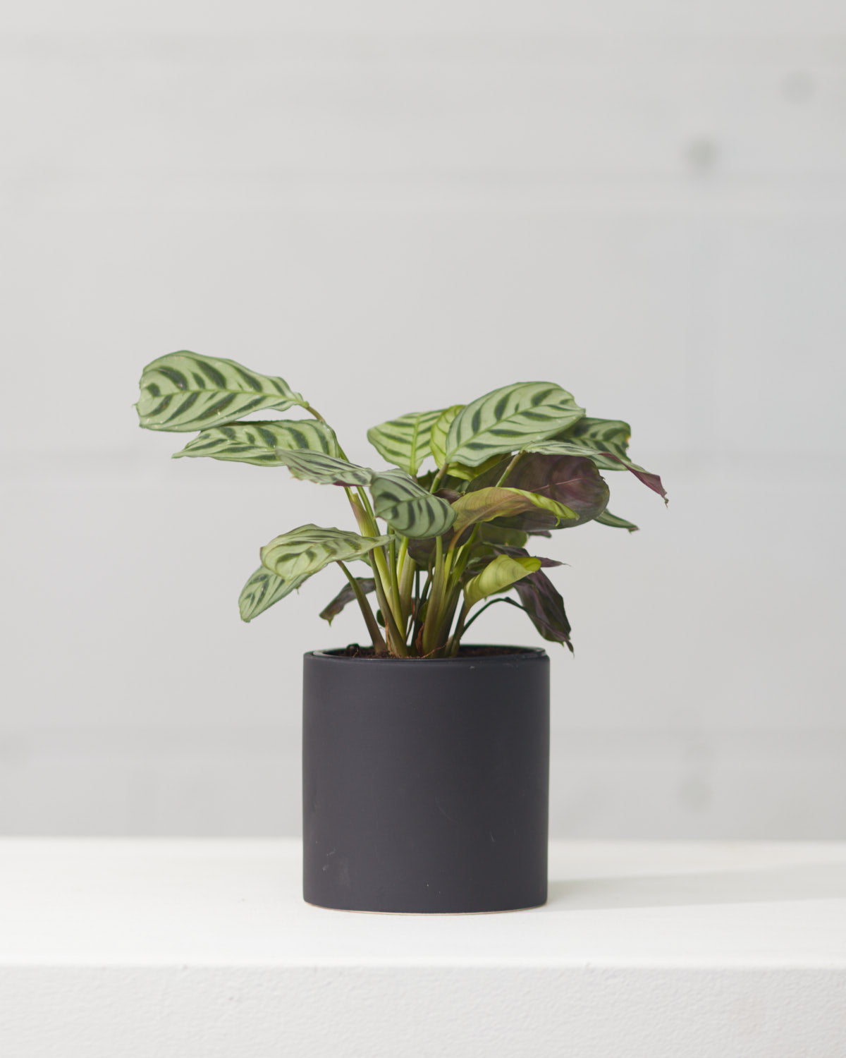 CALATHEA 'CTENANTHE BURLE-MARXII' 4" Grower Pot