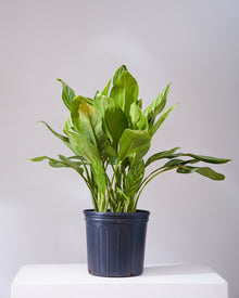  AGLAONEMA 'STRIPES' 10" Grower Pot