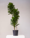 DRACAENA JANET CRAIG COMPACTA 10" Grower Pot (4-5' tall)