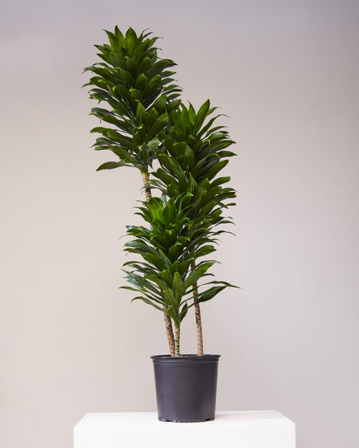 DRACAENA JANET CRAIG COMPACTA 10" Grower Pot (4'7 tall)