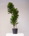 DRACAENA JANET CRAIG COMPACTA 10" Grower Pot (4' - 5' tall)